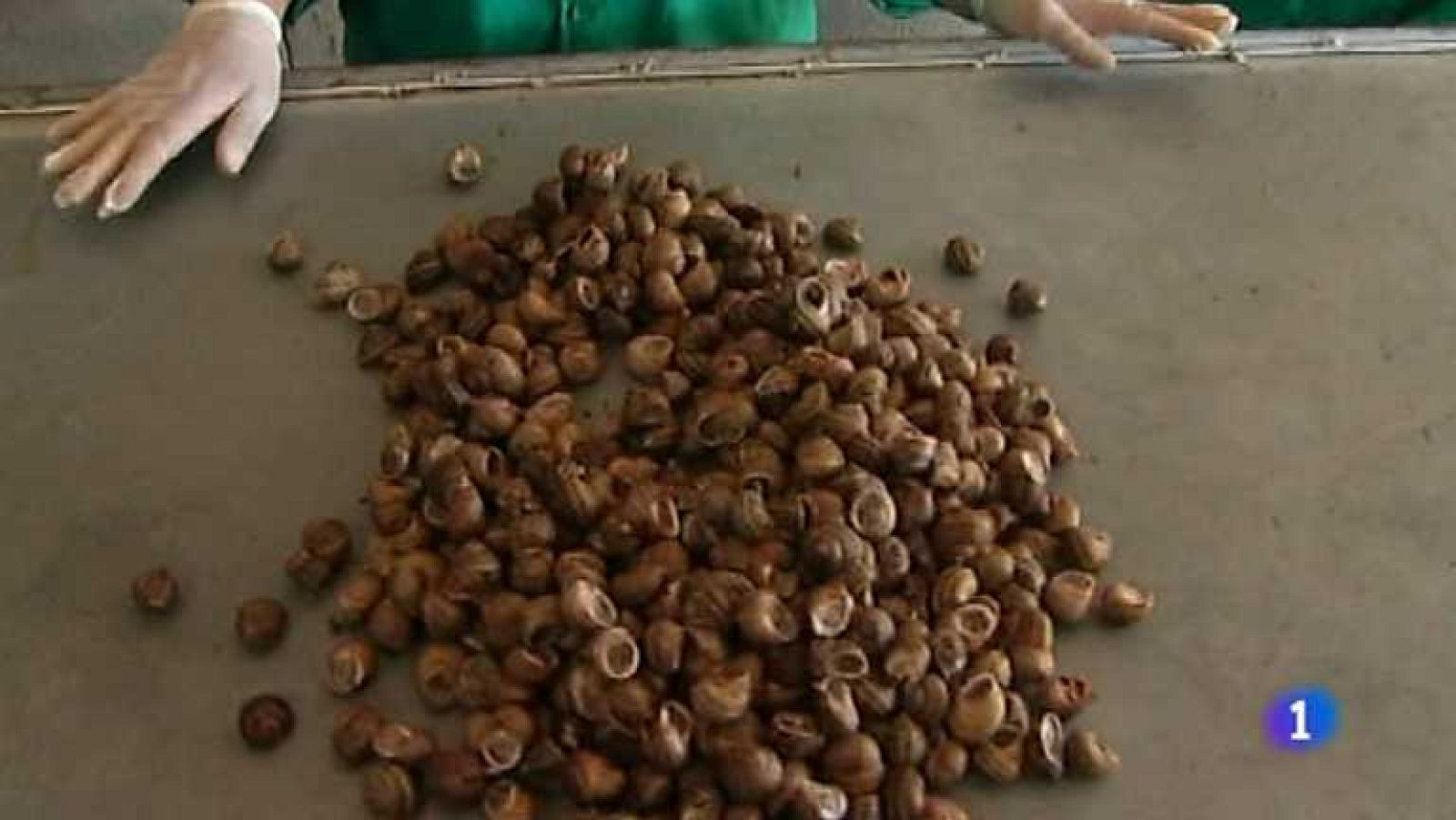 Repor - Un negocio muy animal - ver ahora