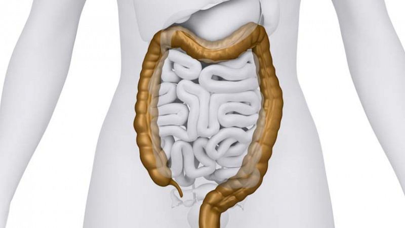 Descubren cómo una bacteria beneficiosa para la digestión coloniza el intestino