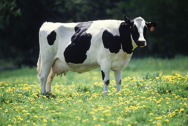 Alimentar a las vacas 'ecológicas' con algas puede aumentar la aportación de minerales en la leche