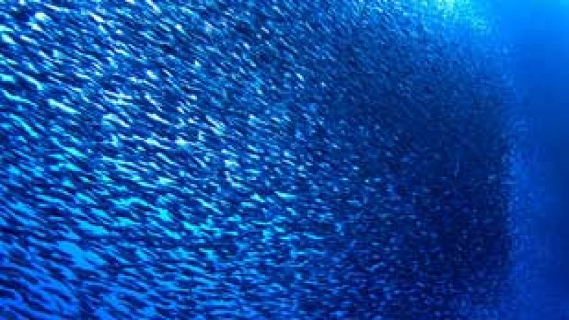 ¿Por qué los peces se agrupan formando bancos?