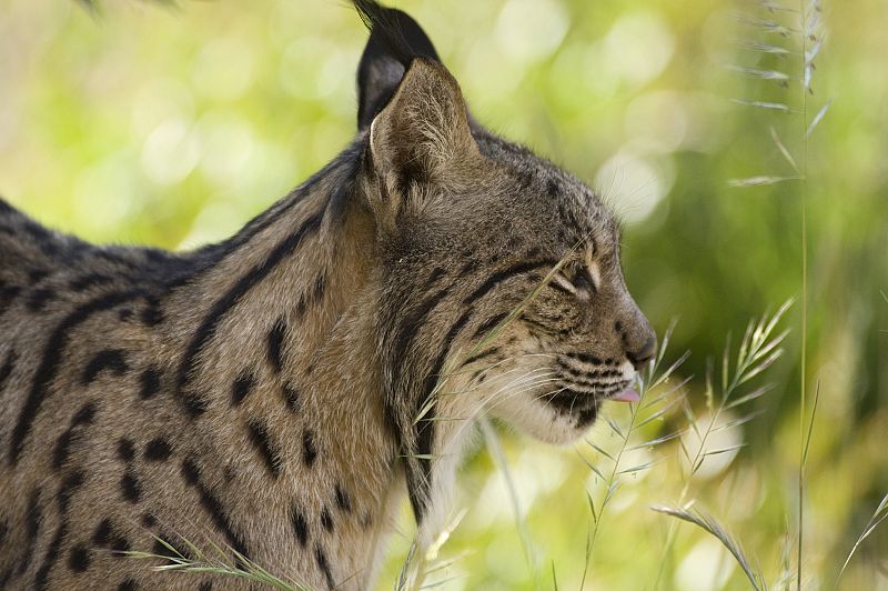 El lince ibérico podría aumentar su población si se extiende por nuevos hábitats