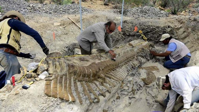 Recuperan 50 vértebras de la primera cola articulada de dinosaurio en México