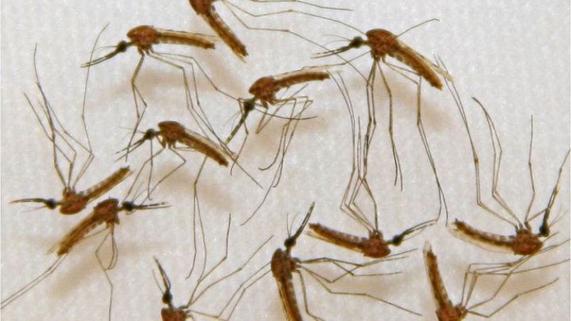 Un grupo de científicos de EE.UU. logra avances hacia una vacuna contra la malaria