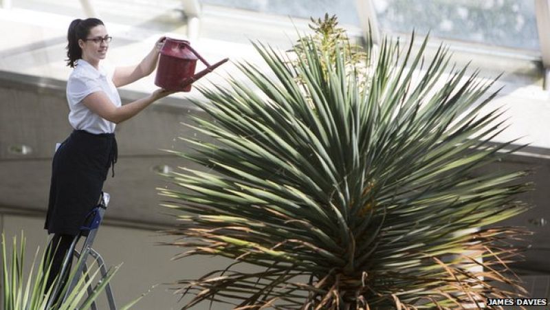 Florece, por primera vez en 25 años, el drago canario del Jardín Botánico Nacional de Gales