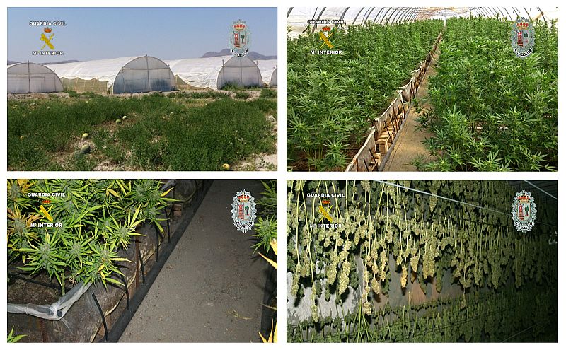 Incautan en Murcia el mayor número de plantas de marihuana de España