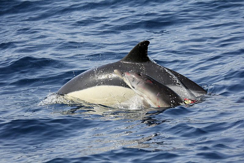 Un pequeño delfín rescatado de una red regresa con su madre en la Bahía de Algeciras