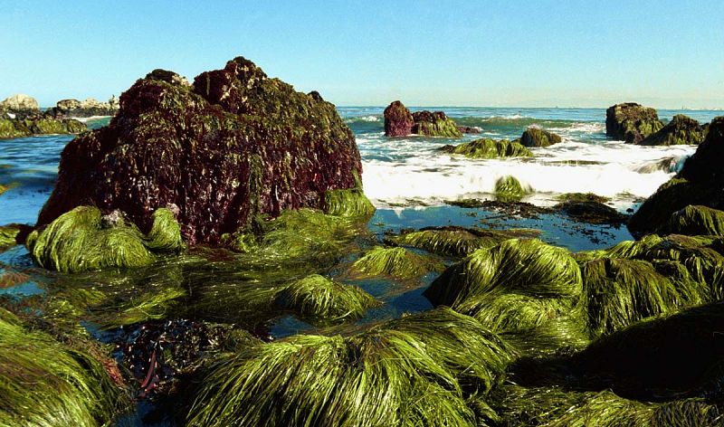 Las algas marinas permiten estudiar los ciclos de CO2 en la atmósfera y en la historia