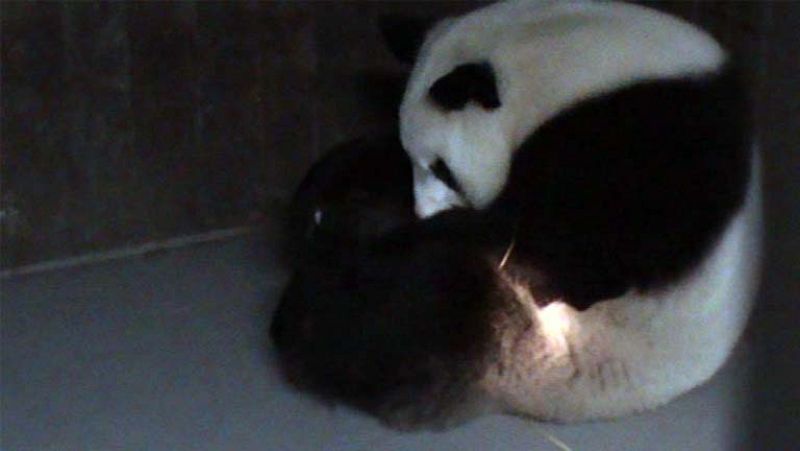 Nace en el zoo de Madrid la tercera cría de la hembra de oso panda Hua Zui Ba