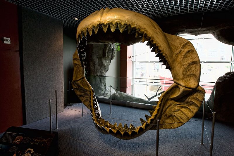 Hallados en Canarias fósiles del mayor depredador del mundo, el tiburón 'megalodón'