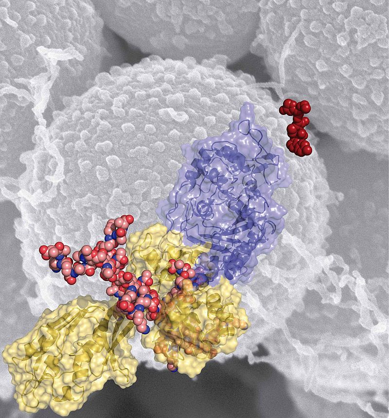Descubren el 'punto débil' del patógeno multirresistente conocido como MRSA
