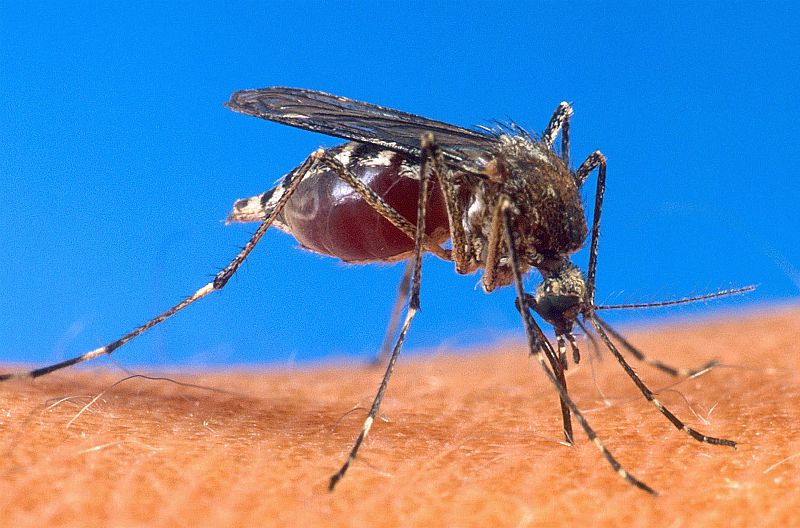 La primera vacuna contra la malaria, una posible realidad para 2015