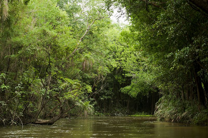 Un sistema desarrollado en Granada ayudará a saber si la Amazonía es el pulmón del planeta