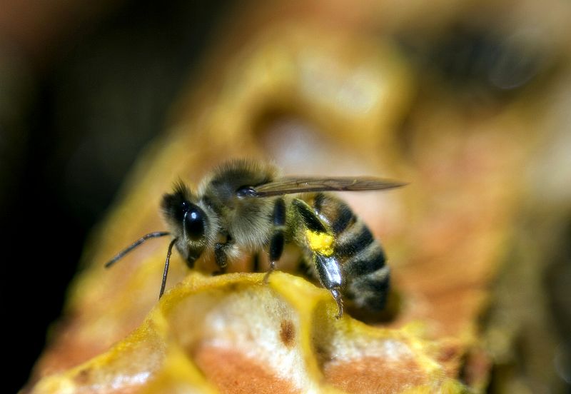 Las abejas también pueden 'aprender idiomas'