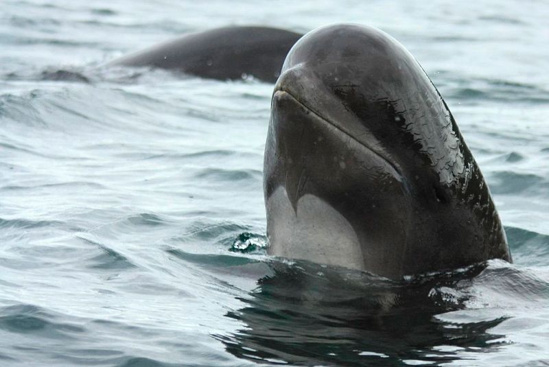 Hallan un calderón híbrido, el primero conocido entre especies de cetáceos