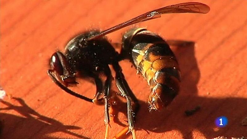 España declara la guerra a la avispa asiática