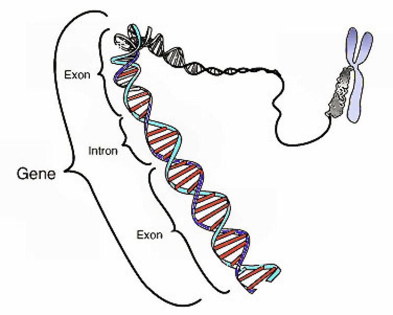 Identificados once nuevos genes asociados al alzhéimer