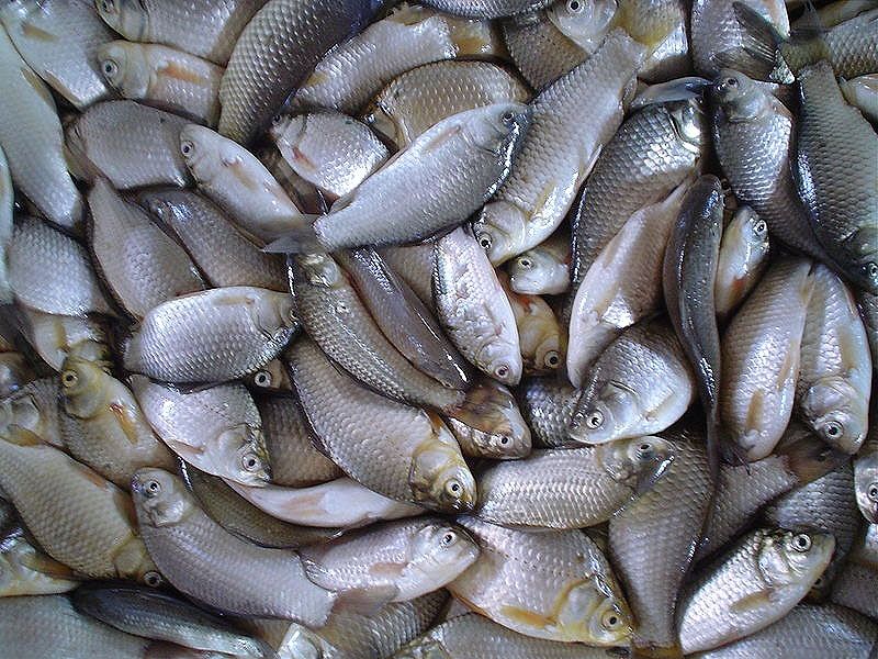 ¿Por qué huele mal el pescado poco fresco?