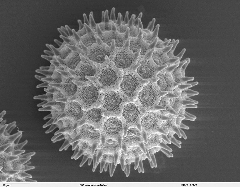 El polen, un mecanismo eficaz para predecir el cambio climático