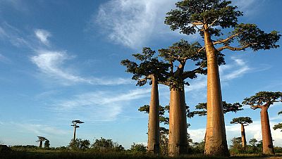 Nómadas - Madagascar, universo azul - 08/01/17 - escuchar ahora