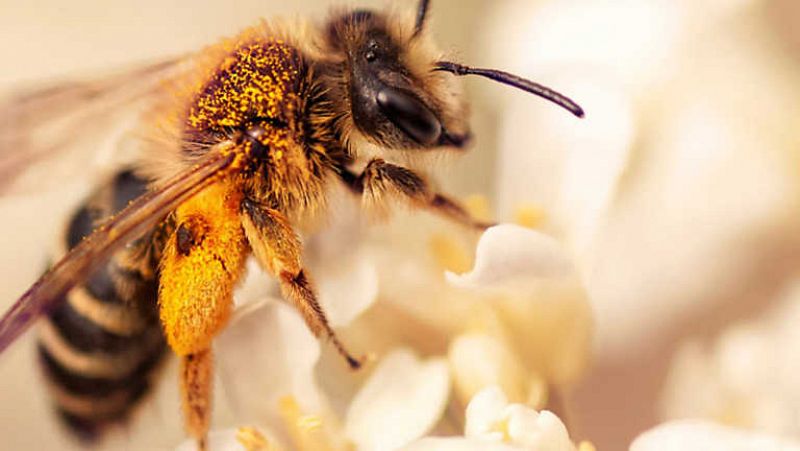 Aumenta tu energía y combate el estrés con polen de abeja - Blog NATFY