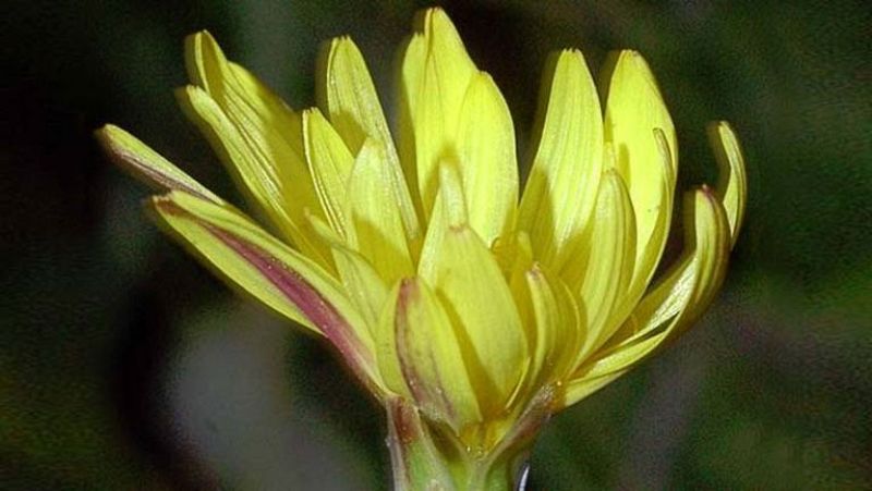 La chicoria hueca, una planta endémica de Huelva de 15 millones de años en peligro de extinción