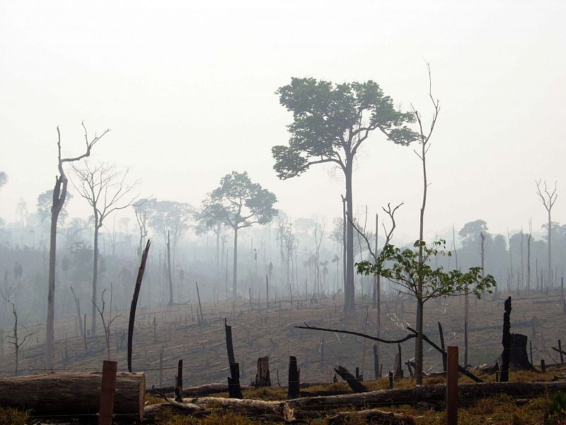 Estiman que 30 especies peligran por cada árbol grande talado en la Amazonía