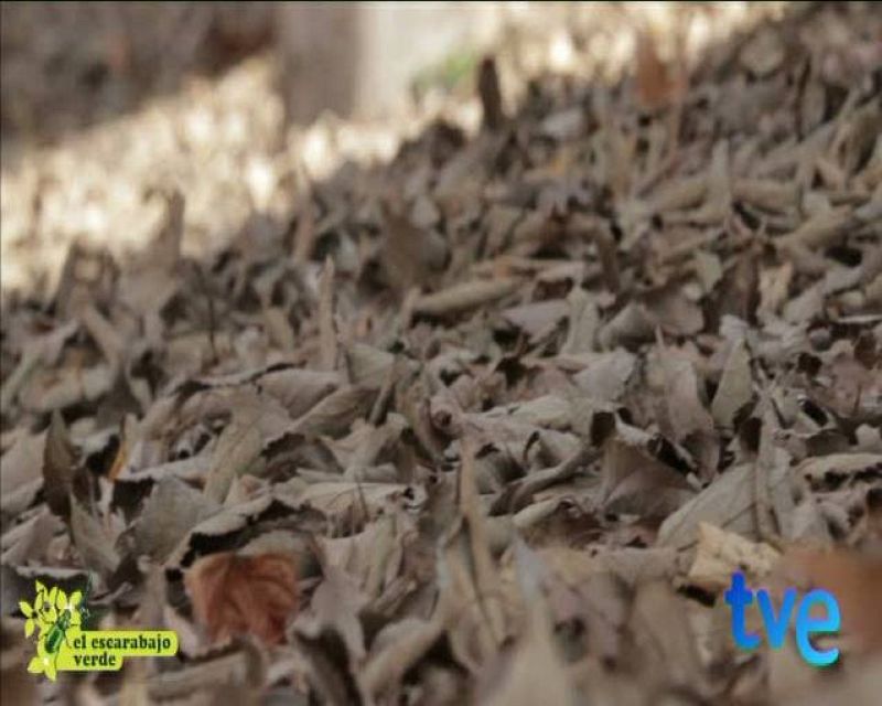 El Escarabajo verde: Ganador Urban TV 2013 por el documental "Paraisos de barrio"