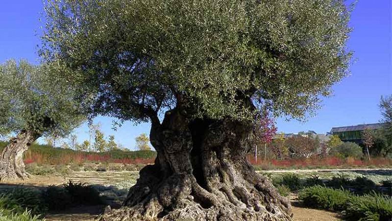 Concluye la primera fase de la lectura del ADN del olivo, un árbol milenario