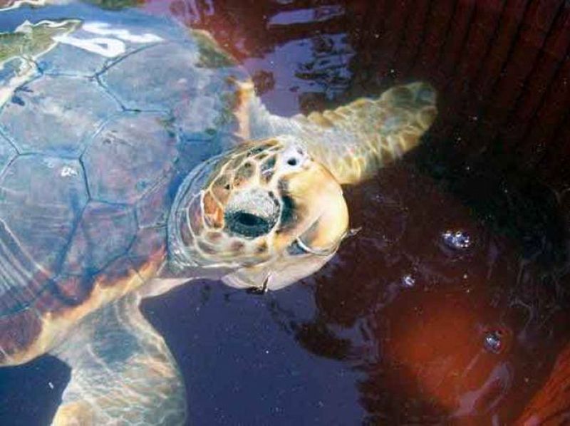 El 40% de las tortugas marinas pescadas accidentalmente muere a causa de las lesiones