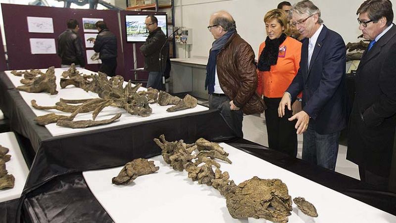 Presentan en Teruel dos esqueletos del dinosaurio acorazado más antiguo de Europa