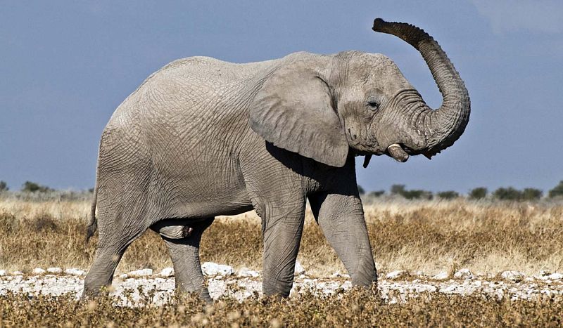 Bruselas destina 12 millones de euros para reducir la matanza ilegal de elefantes