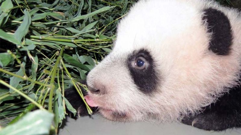 La cría de oso panda del Zoo de Madrid ya tiene nombre: Xing Bao, 'el tesoro de su padre'