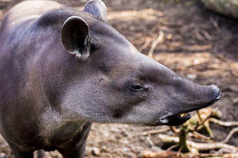 El nuevo tapir descubierto en el Amazonas es el más pequeño de su especie