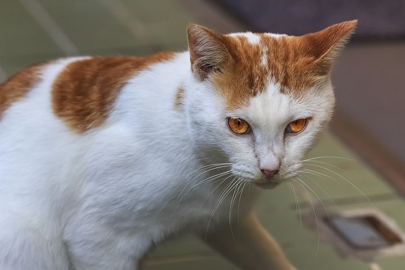 Los gatos asilvestrados han acabado con al menos 33 especies de vertebrados en el mundo