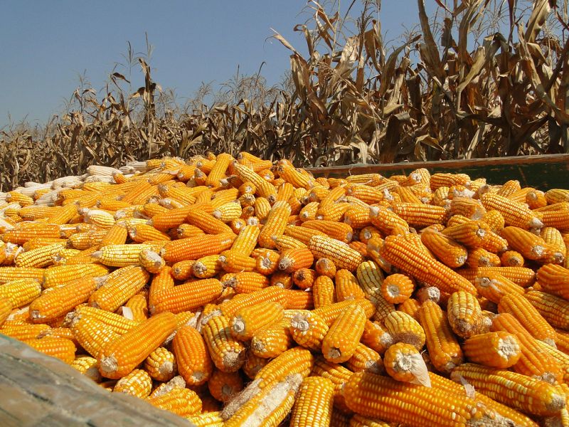 Europa vota en contra del maíz transgénico Pioneer 1507 por ser dañino para ciertos insectos