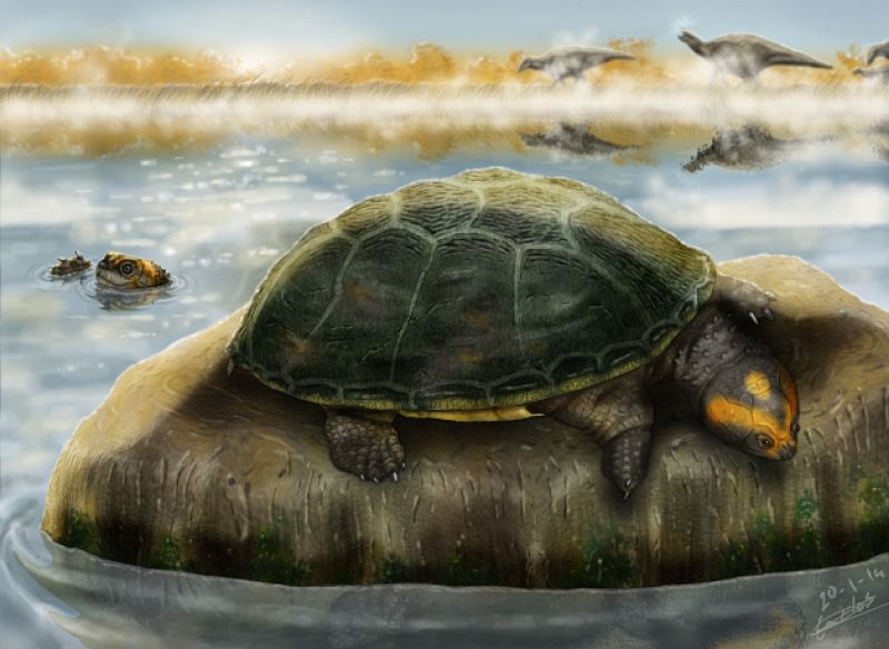 Una tortuga que habitó en Castellón hace 125 millones de años nadaba y tomaba el sol