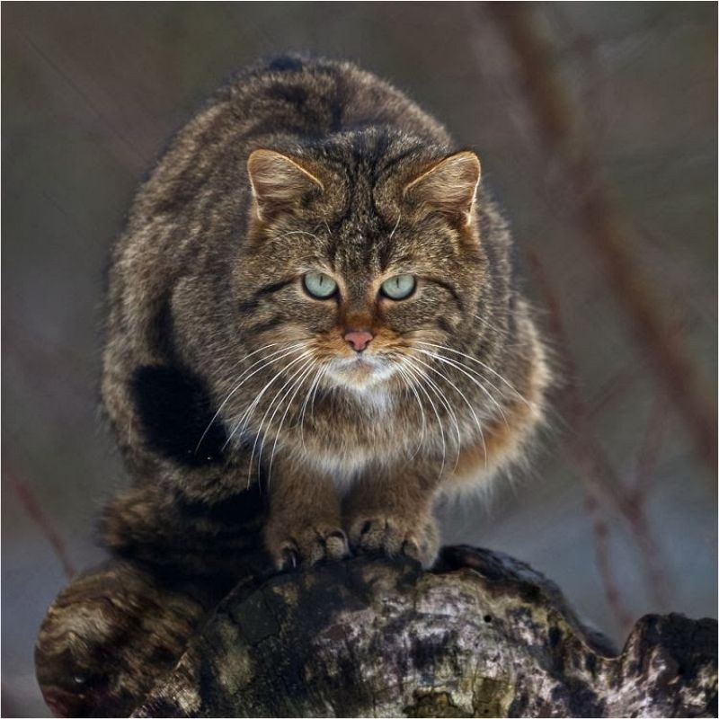 El hombre de neandertal comía gatos salvajes, entre otros mamíferos