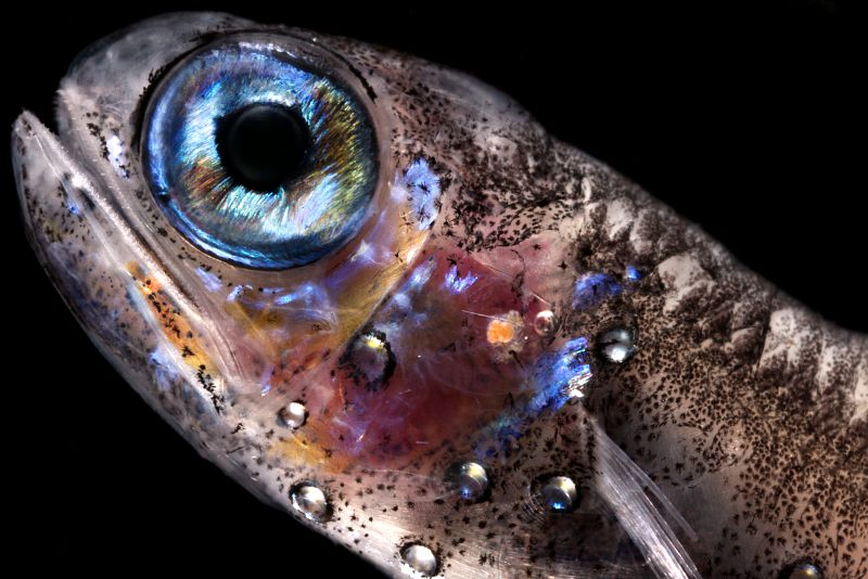 Malaspina revela que podría haber 10.000 millones de toneladas de peces en el fondo del océano