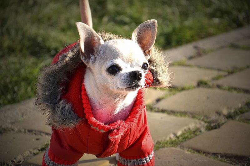 ¿Necesitan abrigo los perros en invierno?