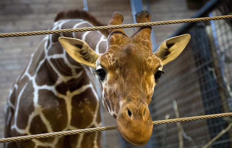 El zoo de Copenhague sacrifica a una jirafa pese a una intensa campaña en contra