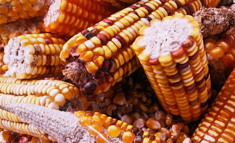 Bruselas sigue adelante con la autorización del maíz transgénico 1507, pese a 19 votos en contra