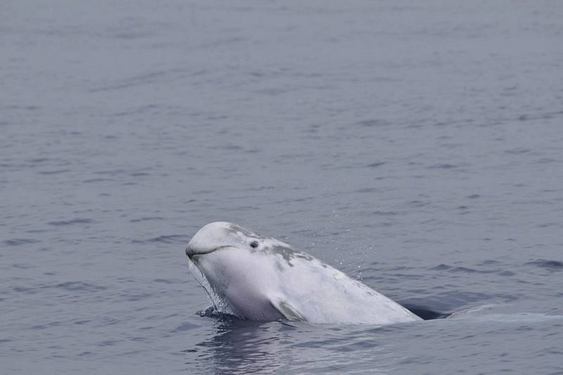 Ecologistas en Acción alerta de que las técnicas de prospección petrolíferas amenazan el mar