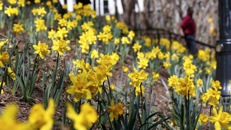 La primavera será dura para los alérgicos al polen