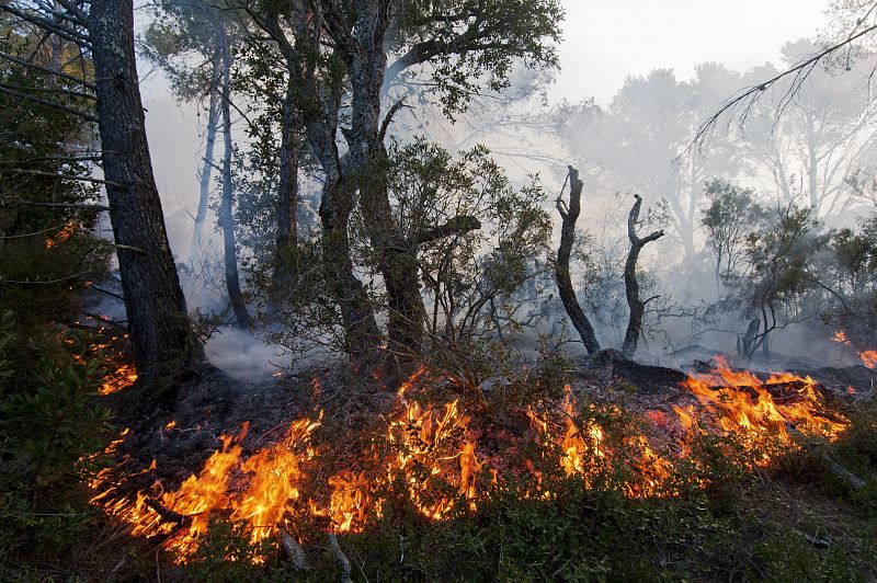 Controlado el incendio que ha quemado 359 hectáreas de bosque en Girona
