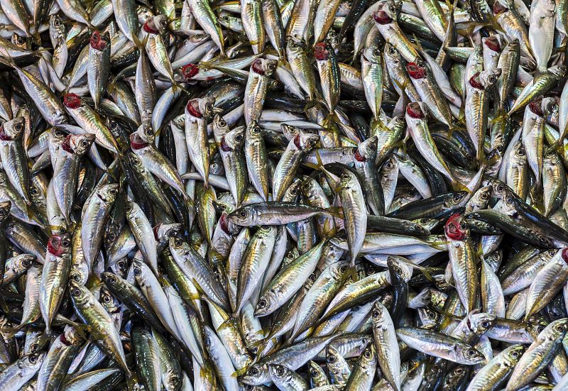 El BOE publica el reparto de cuota de caballa y jurel sin atender a las protestas del cerco gallego