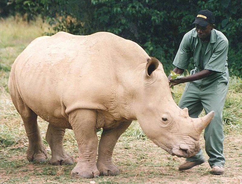 El rinoceronte blanco a punto de extinguirse en la República Democrática del Congo