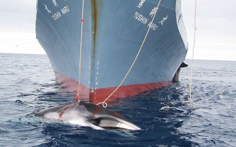 El Tribunal de La Haya ordena a Japón que detenga la caza de ballenas en la Antártida