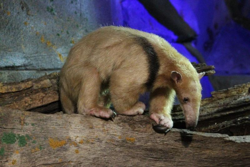 Nace en Madrid una cría de oso melero, una especie emparentada con el oso hormiguero