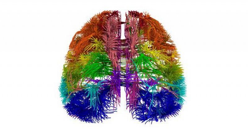 Dos nuevos estudios amplían el atlas del funcionamiento del cerebro humano