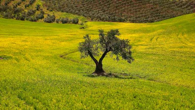 El fondo de capital riesgo CVC comprará casi el 30% de Deoleo y lanzará una opa por el 100%
